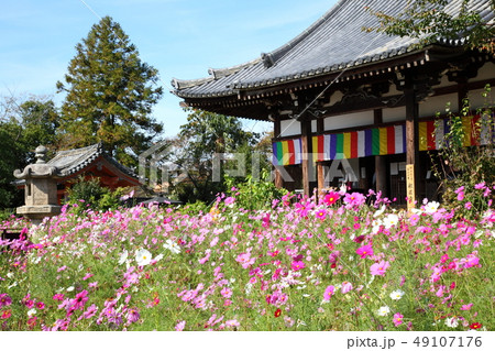 般若寺のコスモス 般若寺のコスモス 49107176