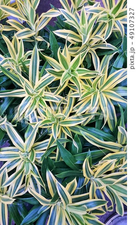 ソング・オブ・スリランカ 49107327