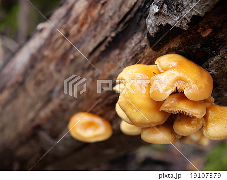 天然のエノキ 49107379