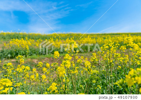 菜の花畑 青空 菜の花畑 青空 49107930