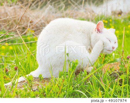 春の野に白猫、リラックス 春の野に白猫、リラックス 49107974