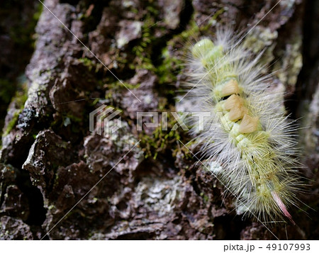 リンゴドクガの幼虫の写真素材