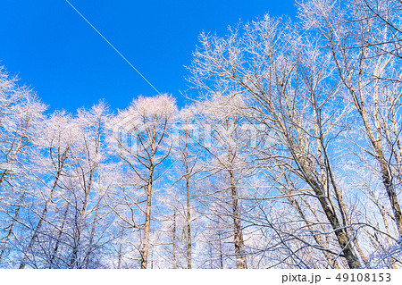 霧氷・白銀の森 霧氷・白銀の森 49108153