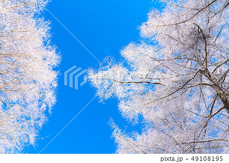 霧氷・白銀の森 49108195