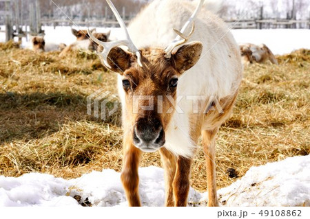 トナカイ トナカイ 49108862