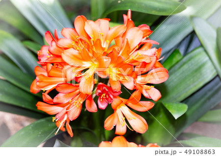 温室植物の君子蘭 温室植物の君子蘭 49108863