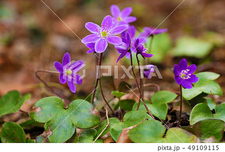紫の雪割草 49109115