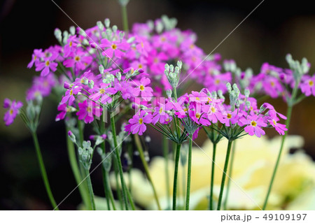 桜草 桜草 49109197