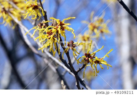 マンサクの花 マンサクの花 49109211