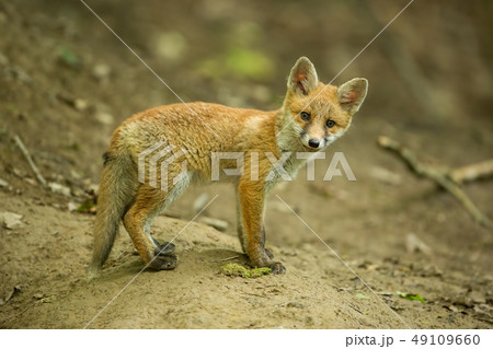 Red fox, vulpes vulpes, cub in the forest near the burrow. Red fox, vulpes vulpes, cub in the forest near the burrow. 49109660