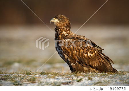 Juvenile white-tailed eagle, haliaeetus albicilla, in winter sitting on a snow covered ground. 49109776