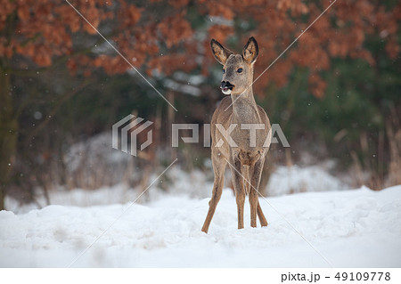 Roe deer, capreolus capreolus, in deep snow in winter. Roe deer, capreolus capreolus, in deep snow in winter. 49109778