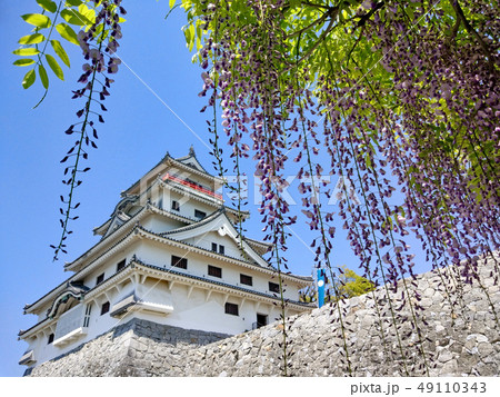 唐津城と藤 唐津城と藤 49110343