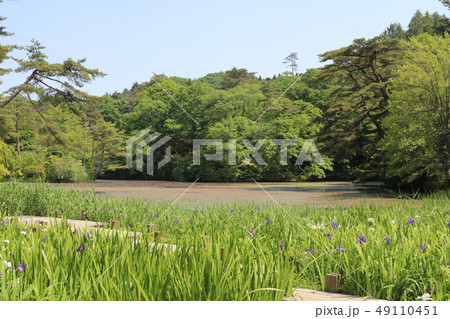 森林植物園(神戸市立森林植物園で撮影) 森林植物園(神戸市立森林植物園で撮影) 49110451