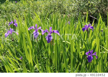 森林植物園（神戸市立森林植物園で撮影） 49110452