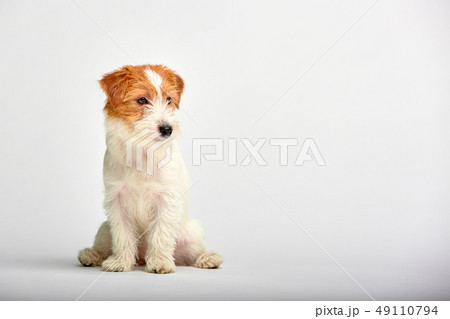 Jack Russell Terrier puppy close up on white background, copy space. Studio shot 49110794