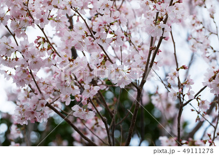 満開の桜 49111278