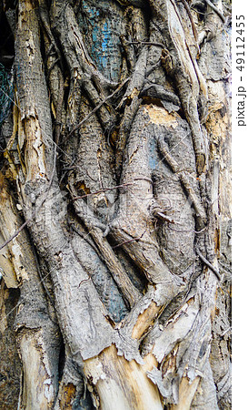 Wooden texture background close up view,tree bark Wooden texture background close up view,tree bark 49112455