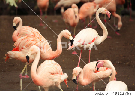 a flock Flamingo. Pink birds in natural park a flock Flamingo. Pink birds in natural park 49112765