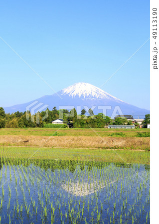富士山と田んぼ 富士山と田んぼ 49113190