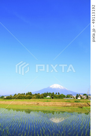 富士山と田んぼ 富士山と田んぼ 49113192