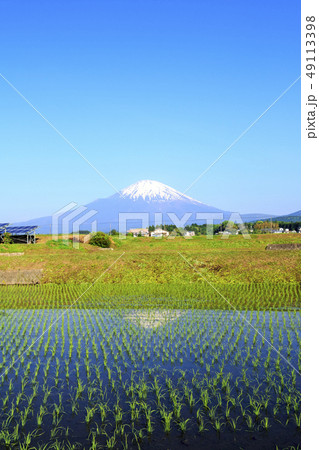 富士山と田んぼ 富士山と田んぼ 49113398