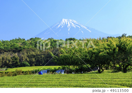 茶畑 49113500