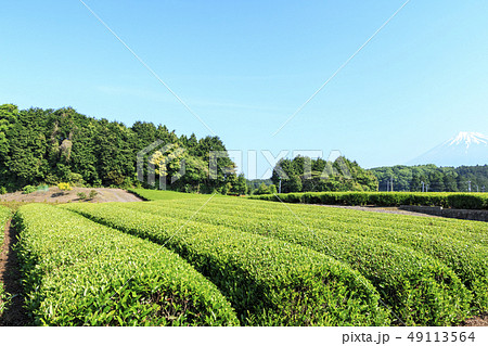茶畑 茶畑 49113564