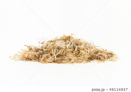 ウサギギク　アルニカ　ハーブ　arnica montana 49114937