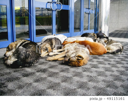 Stray dogs are sleeping in front of shopping mall Stray dogs are sleeping in front of shopping mall 49115161