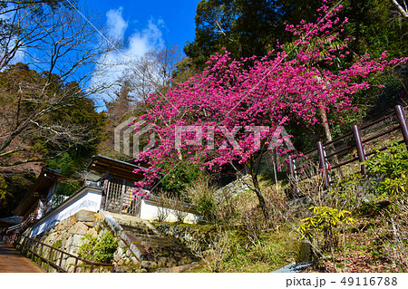長谷寺 御供所 長谷寺 御供所 49116788