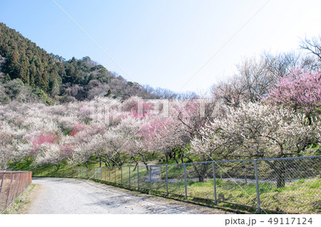 高尾山 高尾梅郷 木下沢梅林(こげさわばいりん) 高尾山 高尾梅郷 木下沢梅林(こげさわばいりん) 49117124