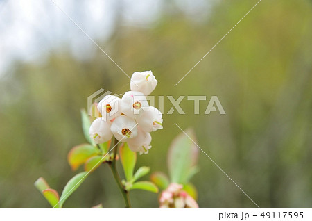 ブルーベリーの花 49117595