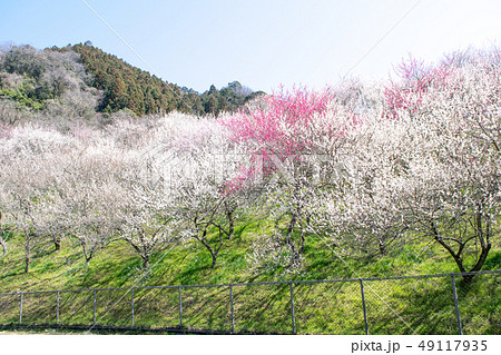 高尾山 高尾梅郷 木下沢梅林(こげさわばいりん) 高尾山 高尾梅郷 木下沢梅林(こげさわばいりん) 49117935