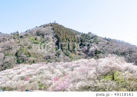 高尾山　高尾梅郷　木下沢梅林（こげさわばいりん） 49118161