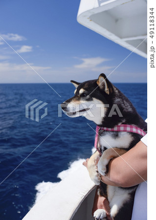 太平洋と黒柴 太平洋と黒柴 49118344