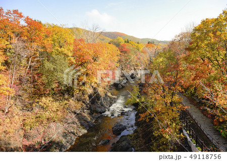北海道の紅葉 北海道の紅葉 49118756