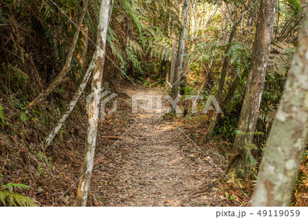path with nobody at tropical forest path with nobody at tropical forest 49119059