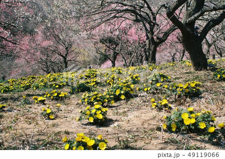 武蔵丘陵森林公園 49119066