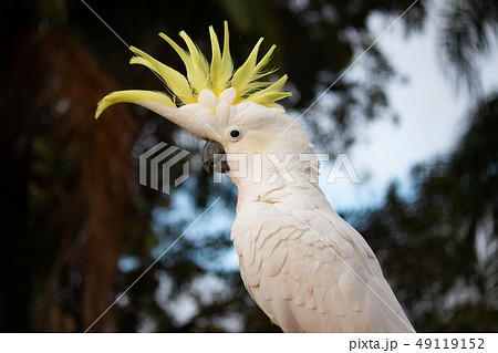 オーストラリアの野鳥 キバタン 白い大きいオウム ポートレート トサカを広げているの写真素材 [49119152] - PIXTA