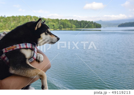 クルージングする黒柴 クルージングする黒柴 49119213