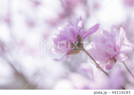 シデコブシの花 49119285