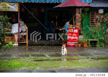 Houtong cat village. Taiwan famous cat population. 49119288