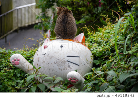 Houtong cat village. Taiwan famous cat population. Houtong cat village. Taiwan famous cat population. 49119343