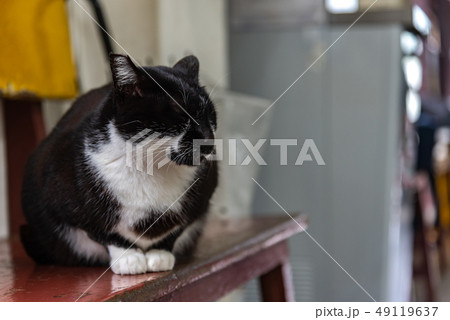 Cute cat at Houtong Cat Village. Taiwan famous Cute cat at Houtong Cat Village. Taiwan famous 49119637
