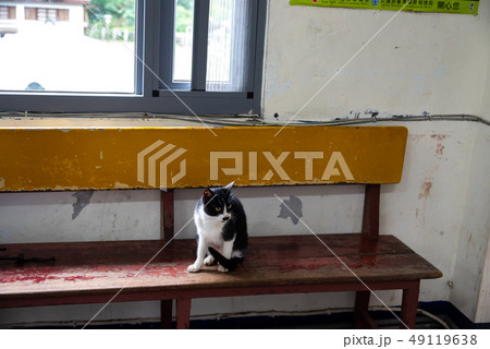 Cute cat at Houtong Cat Village. Taiwan famous Cute cat at Houtong Cat Village. Taiwan famous 49119638