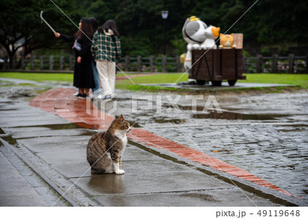 Cute cat at Houtong Cat Village. Taiwan famous 49119648