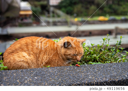 Cute cat at Houtong Cat Village. Taiwan famous 49119656