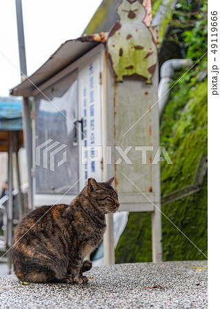 Cute cat at Houtong Cat Village. Taiwan famous 49119666