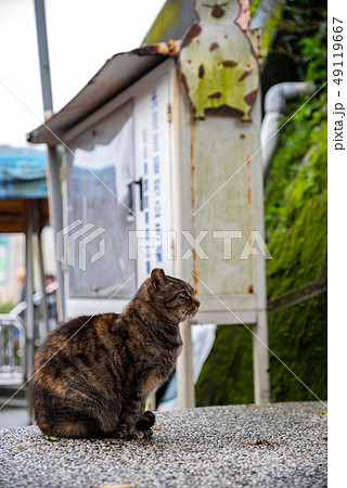 Cute cat at Houtong Cat Village. Taiwan famous 49119667